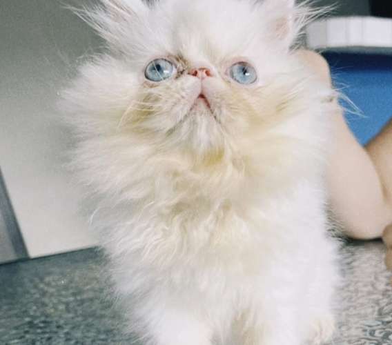 TENEMOS DISPONIBLES  CACHORROS DE GATITOS - Imagen 2