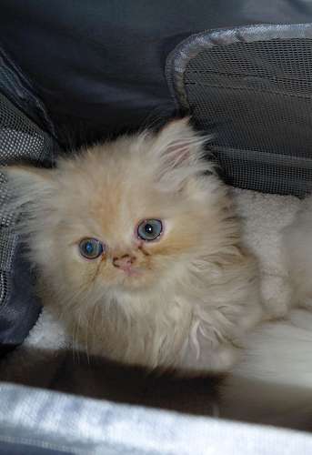 TENEMOS DISPONIBLES  CACHORROS DE GATITOS - Imagen 8