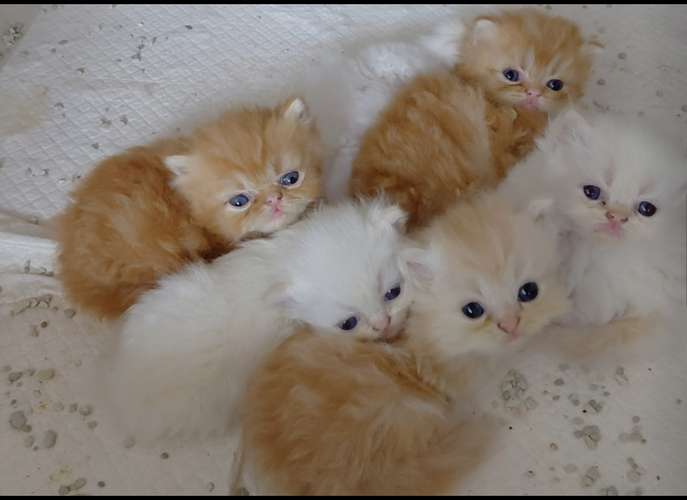 TENEMOS DISPONIBLES  CACHORROS DE GATITOS - Imagen 9