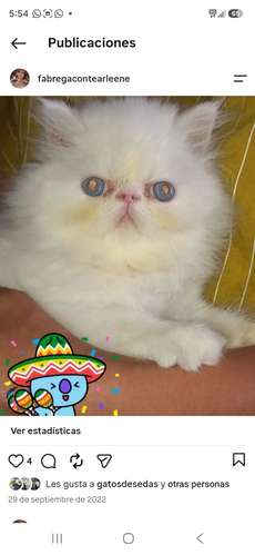 TENEMOS DISPONIBLES  CACHORROS DE GATITOS - Imagen 3