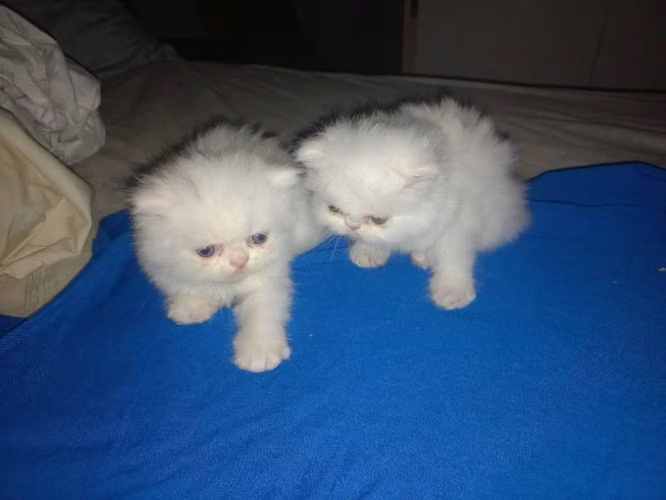 TENEMOS DISPONIBLES  CACHORROS DE GATITOS - Imagen 5
