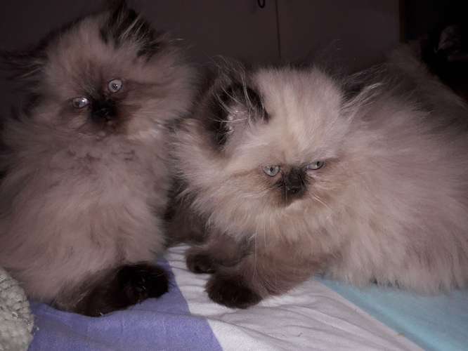 TENEMOS DISPONIBLES  CACHORROS DE GATITOS - Imagen 7