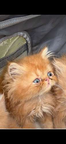 TENEMOS DISPONIBLES  CACHORROS DE GATITOS - Imagen 6