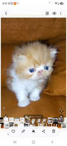 TENEMOS DISPONIBLES  CACHORROS DE GATITOS - Imagen 4