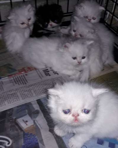 TENEMOS DISPONIBLES  CACHORROS DE GATITOS - Imagen 5