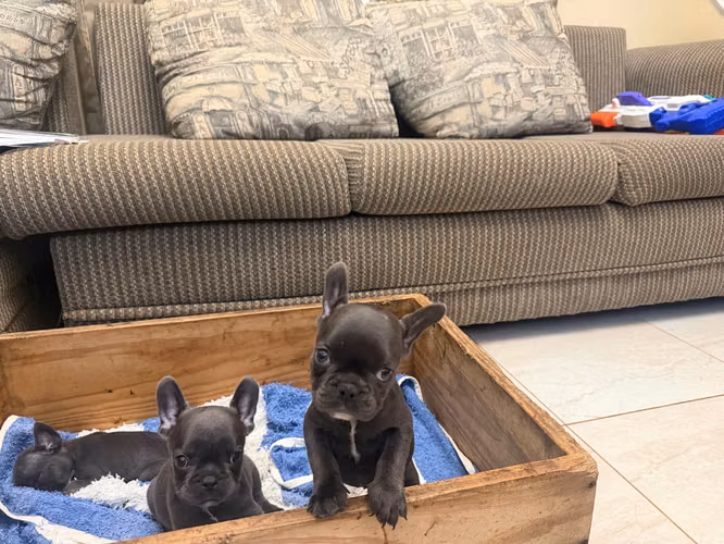 Vendo bulldog francés