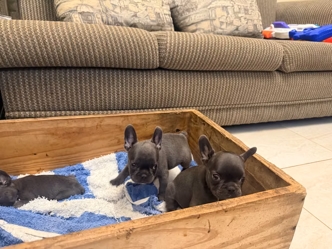 Vendo bulldog francés