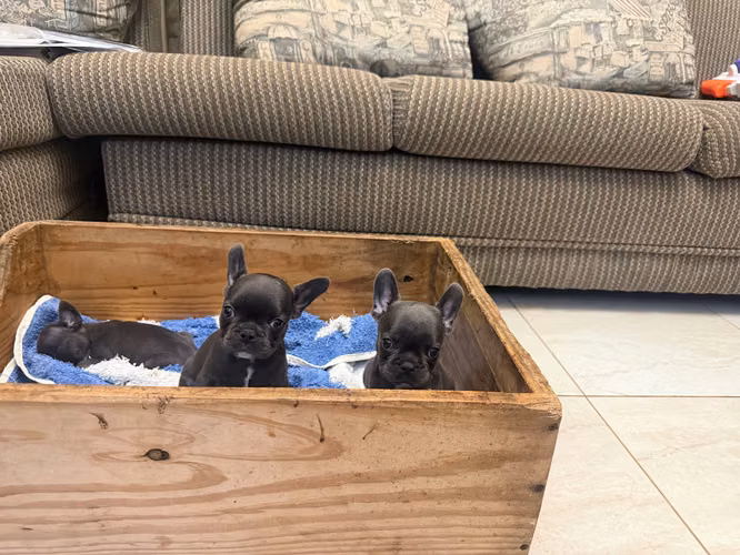 Vendo bulldog francés