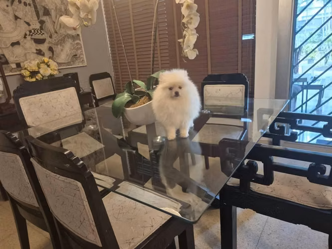 Hermosa Pomerania padre linea Asiática y madre Tica