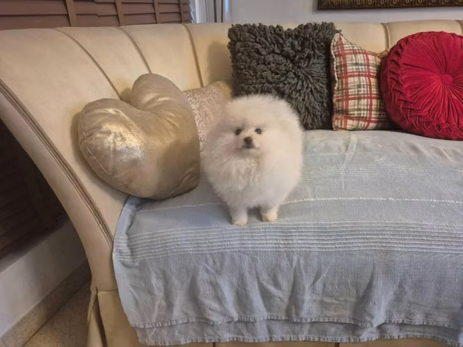 Hermosa Pomerania padre linea Asiática y madre Tica - Imagen 2