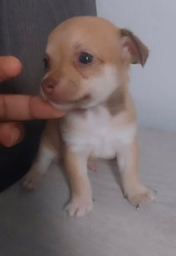 Chihuahua - Imagen 2