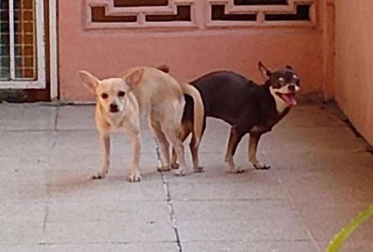 Chihuahua - Imagen 4