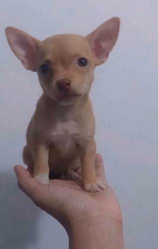 Chihuahua