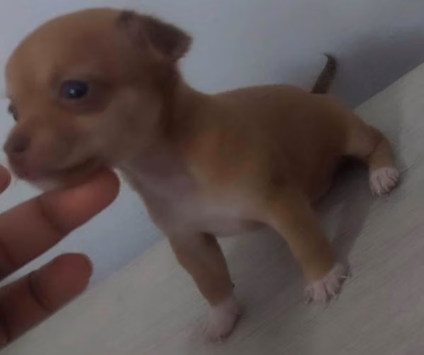 Chihuahua - Imagen 4