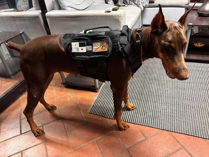 Doberman Europeos 100% cachorros - Imagen 7