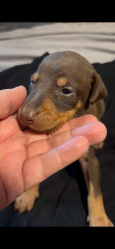 Doberman Europeos 100% cachorros - Imagen 2
