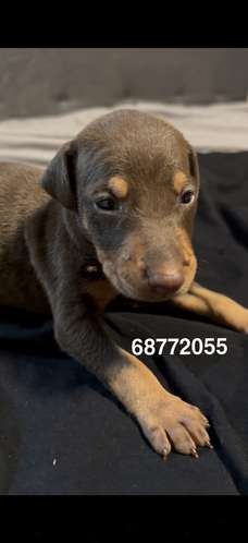 Doberman Europeos 100% cachorros