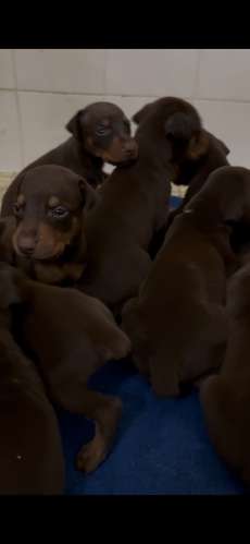 Doberman Europeos 100% cachorros - Imagen 3