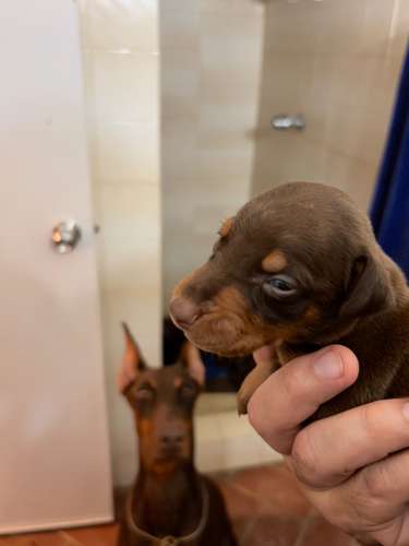 Doberman Europeos 100% cachorros - Imagen 4