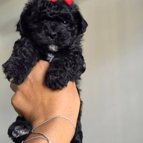 Mini Toys Poodle - Imagen 3