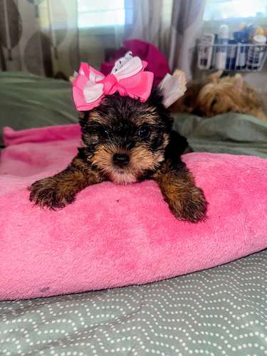 Yorkshire Mini Hembra $890/$950Macho$700.Entrega Inmediata  - Imagen 4