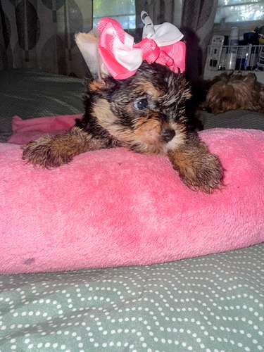 Yorkshire Mini Hembra $890/$950Macho$700.Entrega Inmediata  - Imagen 5