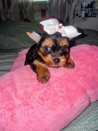 Yorkshire Mini Hembra $890/$950Macho$700.Entrega Inmediata  - Imagen 2