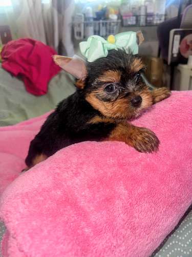 Yorkshire Mini Female $890/950Macho $700.Incoming