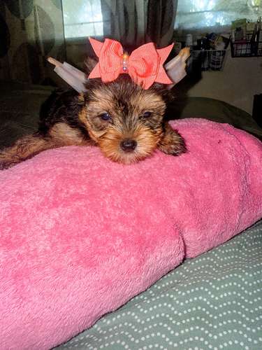 Yorkshire Mini Hembra $890/$950Macho$700.Entrega Inmediata  - Imagen 6