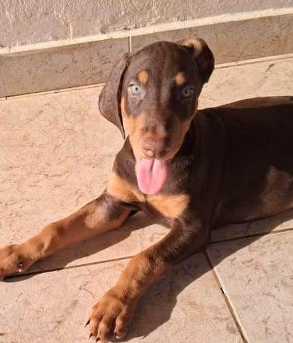 Doberman americano