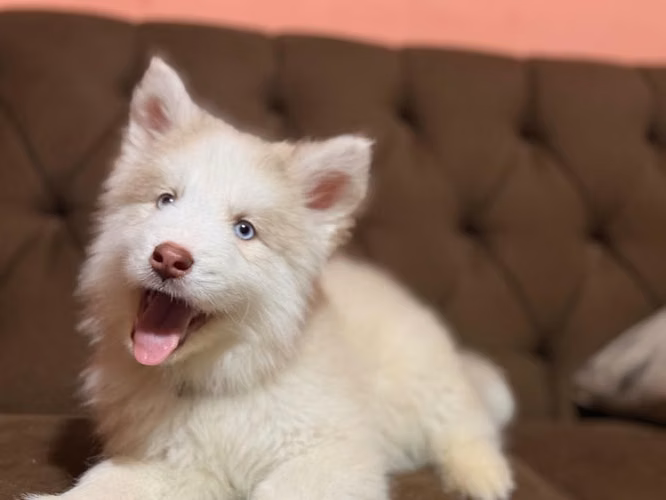 Hermoso Husky macho con su tarjeta