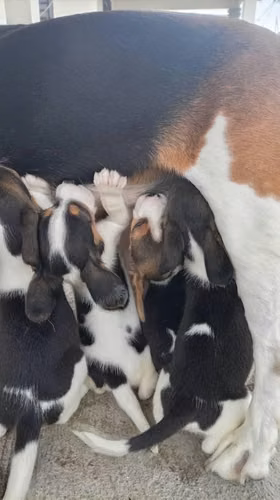 Cachorros Beagle