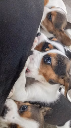 Cachorros Beagle