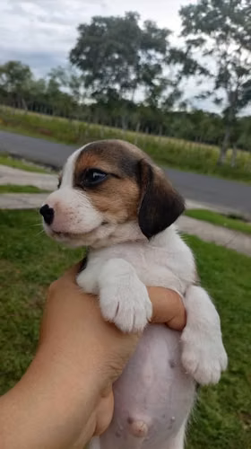Cachorros Beagle