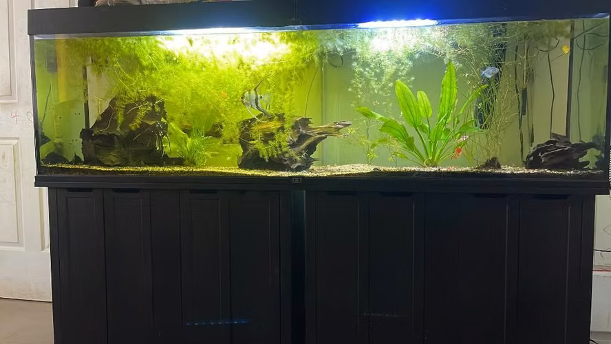  PECERA/ACUARIO GRANDE COMPLETO EN VENTA  - Imagen 3