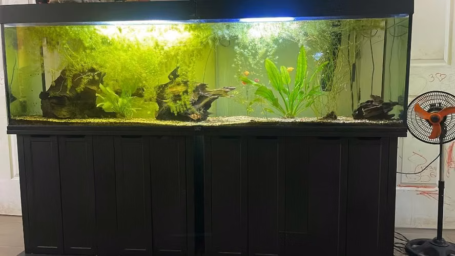  PECERA/ACUARIO GRANDE COMPLETO EN VENTA 