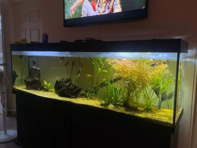  PECERA/ACUARIO GRANDE COMPLETO EN VENTA  - Imagen 5