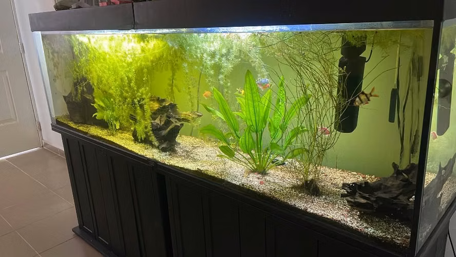  PECERA/ACUARIO GRANDE COMPLETO EN VENTA  - Imagen 2