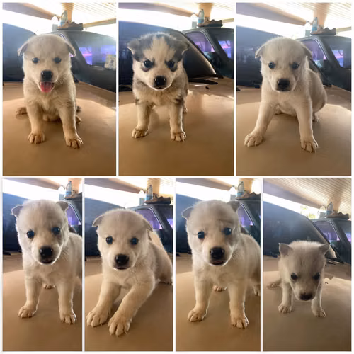It is sold Husky Siberian