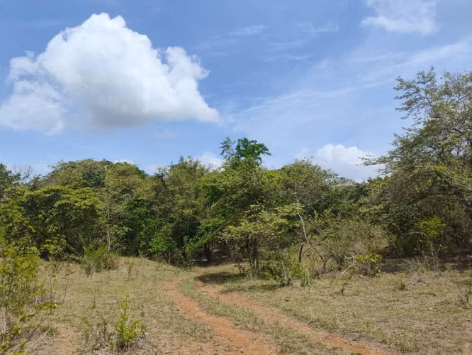 **Ganga** Finca en Toza Nata - Imagen 4