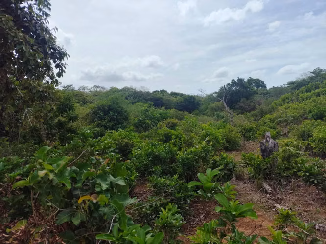 **Ganga** Finca en Toza Nata - Imagen 5
