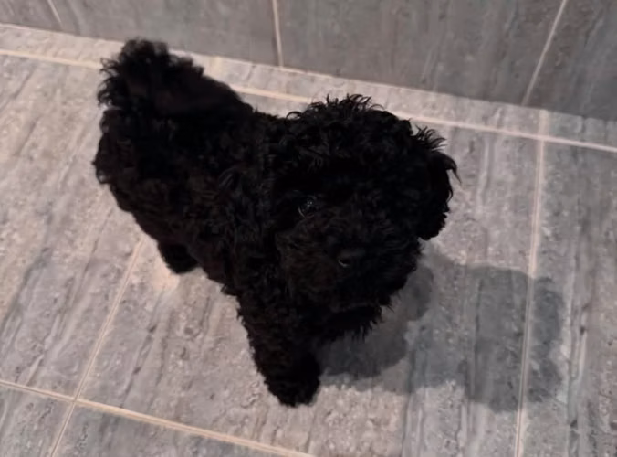 Maltipoo Toys