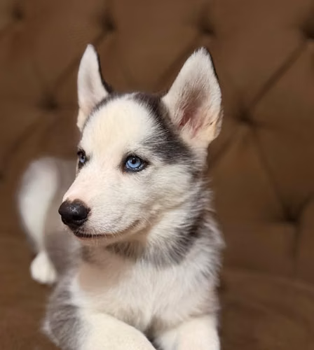 Hermosa Husky Siberiana hembra con su tarjeta - Imagen 5