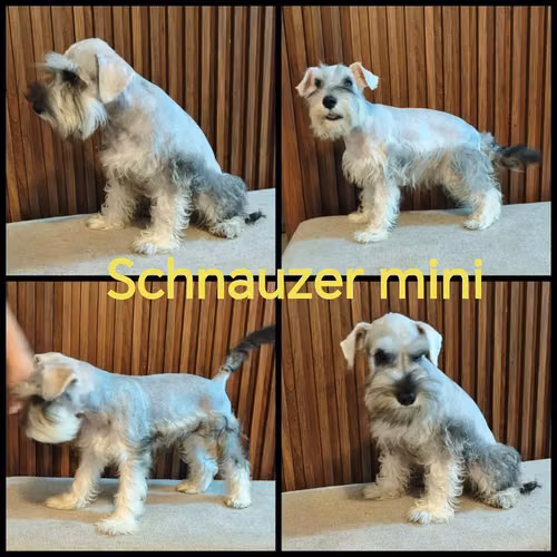 Schnauzer mini