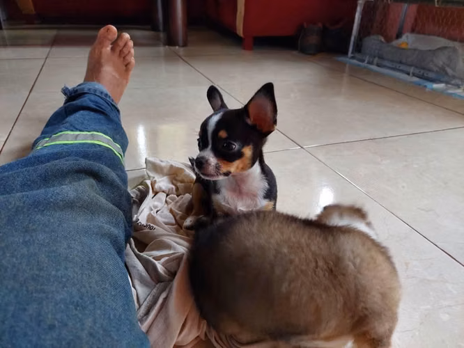Chiwawa negro negociable - Imagen 4