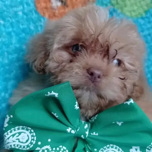 se venden cachorros bichon habaneros  - Imagen 3