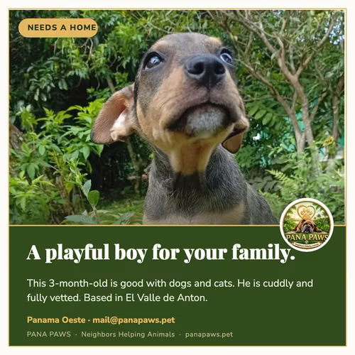 Cachorro en adopción · El Valle de Antón (3 meses, vacunado) - Imagen 2