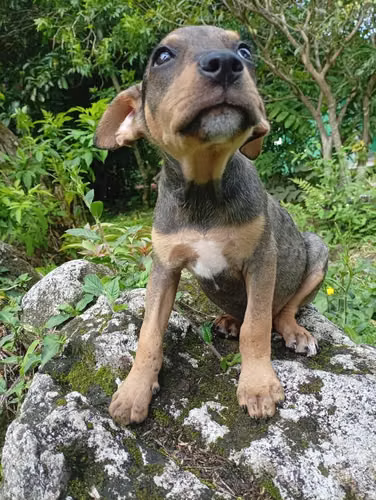 Cachorro in adoption · The Antón Valley (3 months, vaccinated)