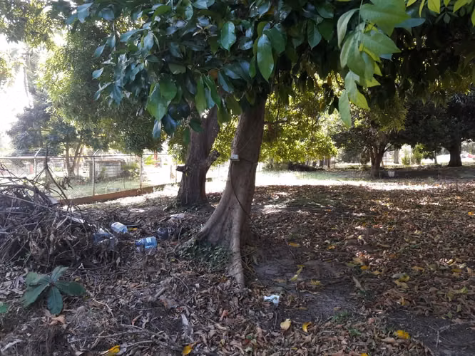 SE VENDE TERRENO EN CORONADO - Imagen 2