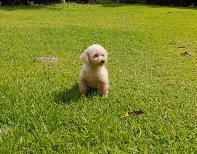 French poodle macho busca hembra - Imagen 2
